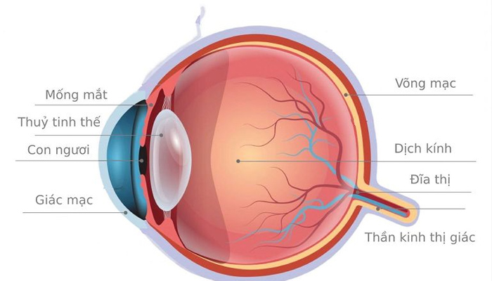bấm mí mắt có ảnh hưởng đến thị lực - Thị lực ảnh hưởng bởi nhưng yếu tố nào